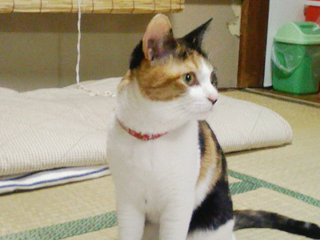 飼い主が起きません