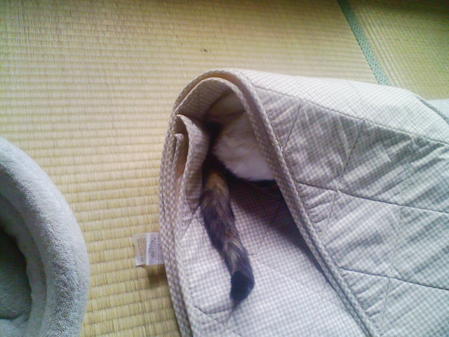 Zend Optimizerのインストール