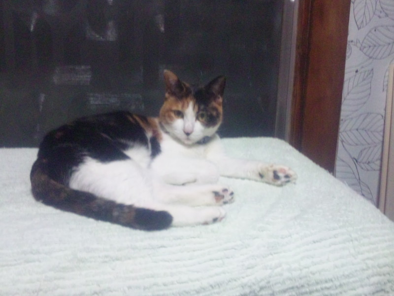 2011年 年頭ご挨拶