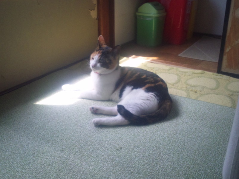 春だけど夜でも寒くない