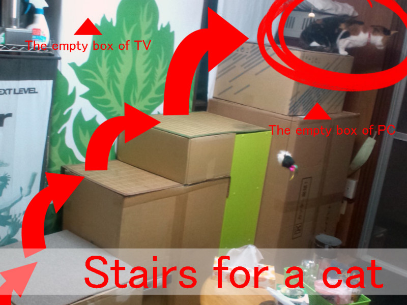 猫は上下運動が大好き！段ボール階段で運動不足とストレス解消！
