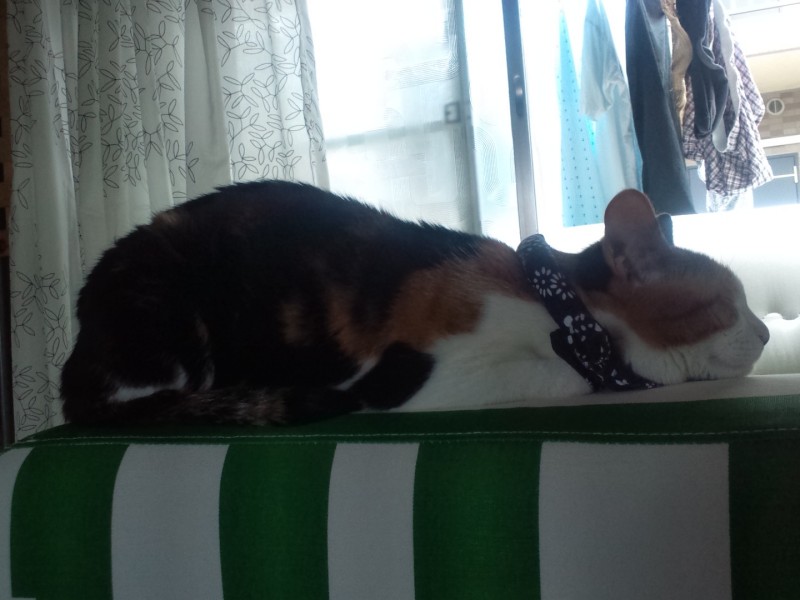 災害時ペットと飼い主のサポートをする団体「緊急災害時動物救援本部」