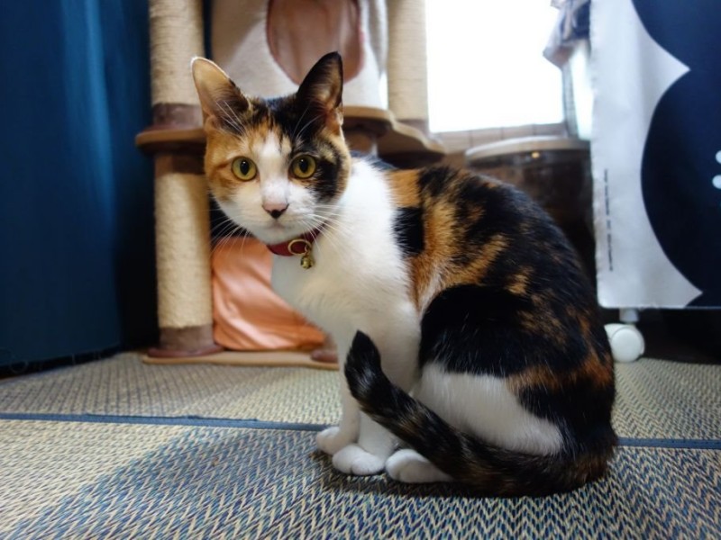 Zend_Translate+gettext.jsによる翻訳ソース一元管理型多言語対応