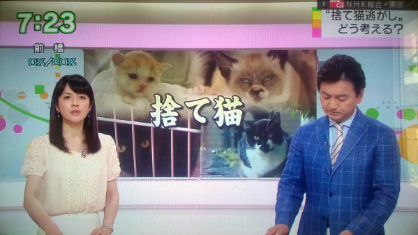 NHKおはよう日本 「なぜ？捨て猫逃がして書類送検」を見て、猫ITソリューションズが思うこと