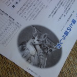 広報川越で「もう一度考えよう、猫との暮らし方」という記事が掲載されていました。