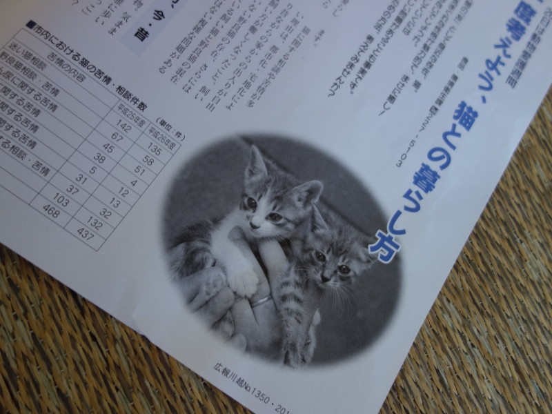 広報川越で「もう一度考えよう、猫との暮らし方」という記事が掲載されていました。