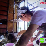NHKおはよう日本 「犬猫保護ボランティア　大きな負担 支えるには」を見て、猫ITソリューションズが思うこと