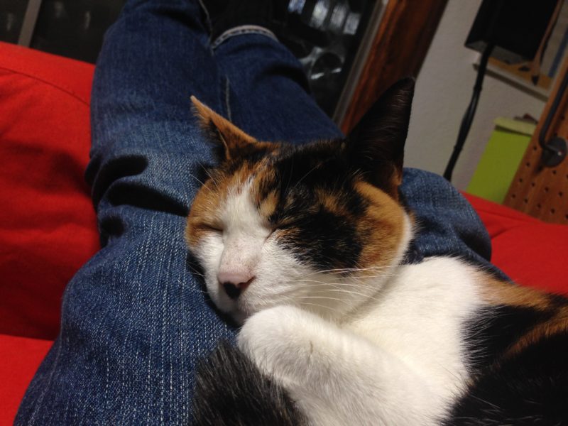 川越の色んなコッペパンなお店「glin coffee」